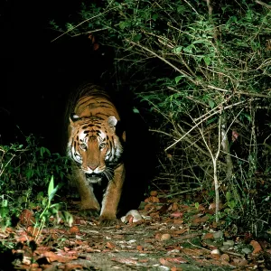 Bengal / Indian Tiger approaching out of darkness Bengal / Indian Tiger approaching out of darkness