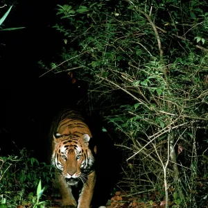 Bengal / Indian Tiger approaching out of darkness Bengal / Indian Tiger approaching out of darkness