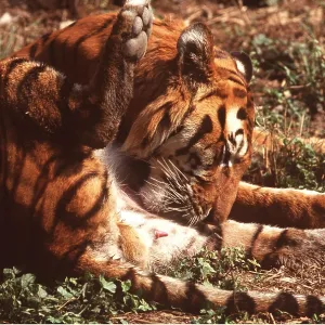 Bengal / Indian TIGER - cleaning itself after mating Bengal / Indian TIGER - cleaning itself after mating