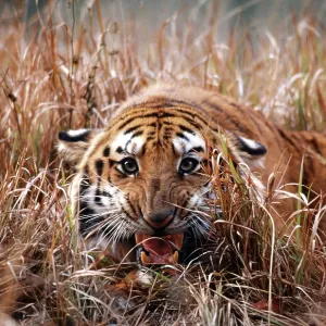 Bengal / Indian TIGER - close-up, snarling, in Bengal / Indian TIGER - close-up, snarling, in