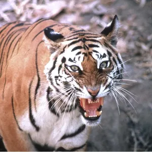 Bengal / Indian TIGER - close-up snarling, viewed from above Bengal / Indian TIGER - close-up snarling, viewed from above