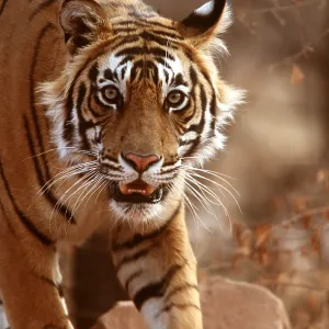 Bengal / Indian TIGER - close-up walking towards camera Bengal / Indian TIGER - close-up walking towards camera