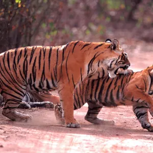 Bengal / Indian Tiger - female hitting cub Bengal / Indian Tiger - female hitting cub