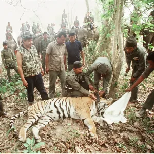Bengal / Indian TIGER - having radio tracking collar