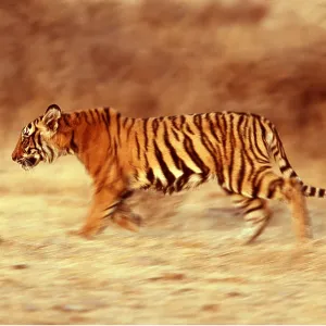Bengal / Indian TIGER -juvenile running Bengal / Indian TIGER -juvenile running