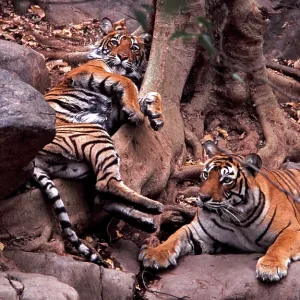 Bengal / Indian Tiger - Khemsakund Machalle and male young Bengal / Indian Tiger - Khemsakund Machalle and male young