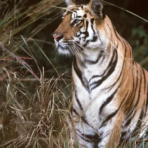Bengal / Indian TIGER - looking out Bengal / Indian TIGER - looking out