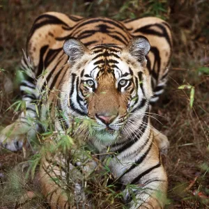 Bengal / Indian TIGER - lying on ground Bengal / Indian TIGER - lying on ground