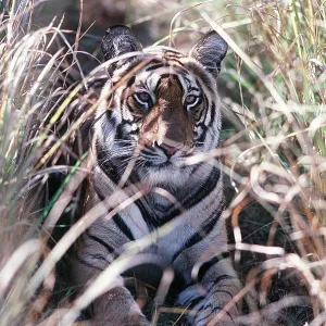 Bengal / Indian TIGER - lying in tall grass camouflaged Bengal / Indian TIGER - lying in tall grass camouflaged