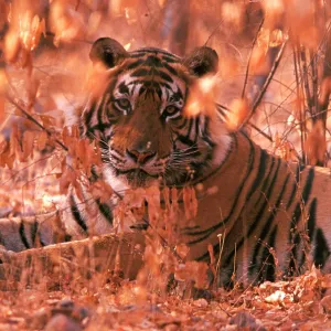 Bengal / Indian Tiger - male Bengal / Indian Tiger - male