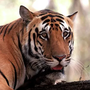 Bengal / Indian Tiger - Male Bengal / Indian Tiger - Male