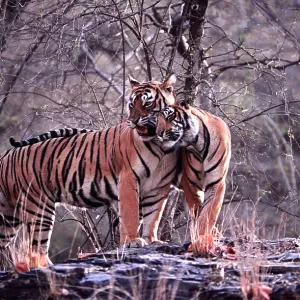 Bengal / Indian Tiger - male cub nuzzling mother Bengal / Indian Tiger - male cub nuzzling mother