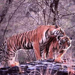Bengal / Indian Tiger - male cub nuzzling mother Bengal / Indian Tiger - male cub nuzzling mother