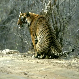 Bengal / Indian Tiger - male defaecating Bengal / Indian Tiger - male defaecating