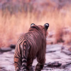 Bengal / Indian Tiger - male stalking prey Bengal / Indian Tiger - male stalking prey