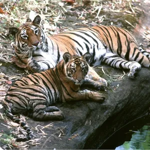 Bengal / Indian TIGER - mother & cub Bengal / Indian TIGER - mother & cub