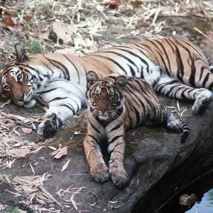 Bengal / Indian TIGER - mother & cub resting on rock by pool Bengal / Indian TIGER - mother & cub resting on rock by pool