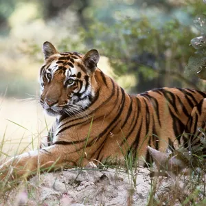 Bengal / Indian TIGER - resting on a mound Bengal / Indian TIGER - resting on a mound