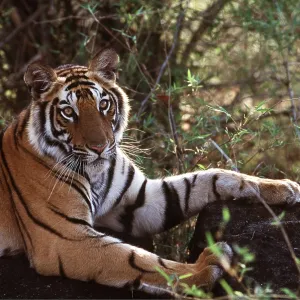 Bengal / Indian TIGER - resting on rock Bengal / Indian TIGER - resting on rock