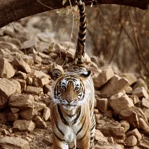 Bengal / Indian TIGER - scent marking territory Bengal / Indian TIGER - scent marking territory