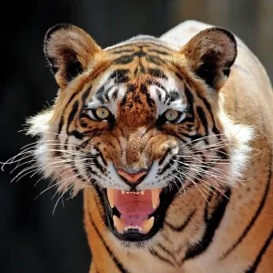 Bengal / Indian Tiger - snarling Bengal / Indian Tiger - snarling