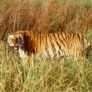 Bengal / Indian TIGER - snarling in tall grass Bengal / Indian TIGER - snarling in tall grass