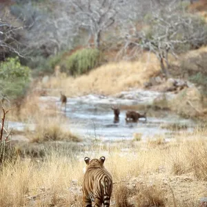 Bengal / Indian TIGER - stalking deer prey Bengal / Indian TIGER - stalking deer prey