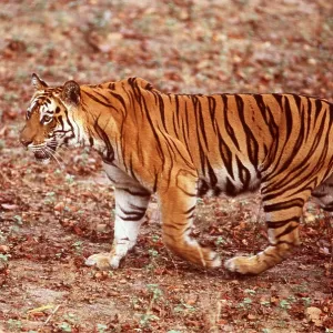 Bengal / Indian TIGER - walking in jungle Bengal / Indian TIGER - walking in jungle