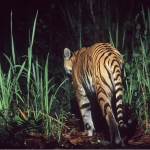 Bengal / Indian TIGER - walking into jungle at night Bengal / Indian TIGER - walking into jungle at night
