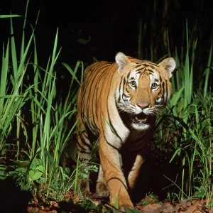 Bengal / Indian TIGER in wild at night Bengal / Indian TIGER in wild at night