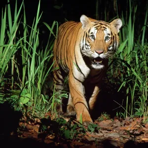 Bengal / Indian TIGER - in wild at night Bengal / Indian TIGER - in wild at night