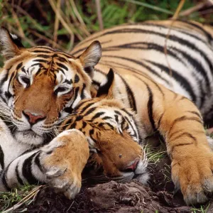 Bengal / Indian TIGER - x two resting Bengal / Indian TIGER - x two resting