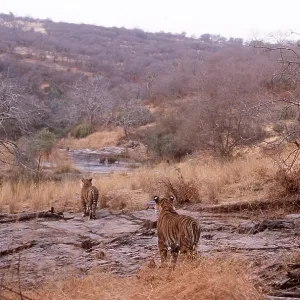 Bengal / Indian TIGER - x two stalking deer prey Bengal / Indian TIGER - x two stalking deer prey
