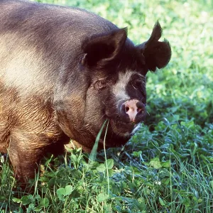 BERKSHIRE PIG - Sow grazing in clover BERKSHIRE PIG - Sow grazing in clover