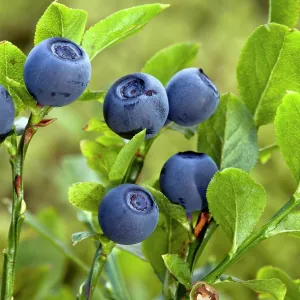 Bilberries / Whortleberries Bilberries / Whortleberries