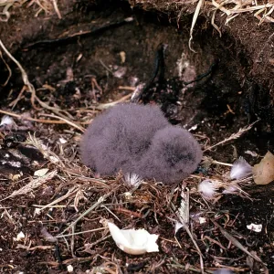 Thin Billed Prion - chick Thin Billed Prion - chick