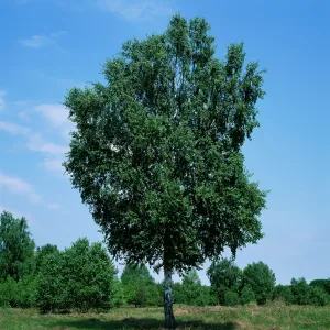 Birch Tree Birch Tree