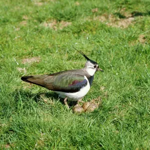 BIRD - Lapwing at nest in April BIRD - Lapwing at nest in April