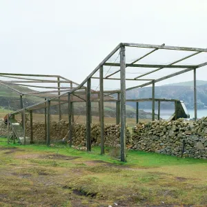 Bird Ringing - Heligoland trap - Fair Isle Bird Ringing - Heligoland trap - Fair Isle