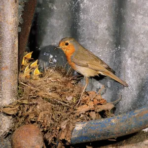 BIRD - Robin nesting in garden shed in May BIRD - Robin nesting in garden shed in May