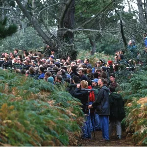 BIRDWATCHERS - Twitchers on the Isles of Scilly