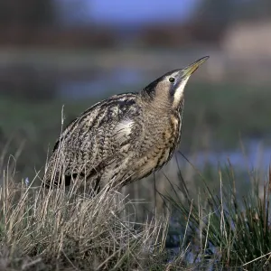 Bittern Bittern