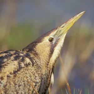 BITTERN - close-up of head BITTERN - close-up of head