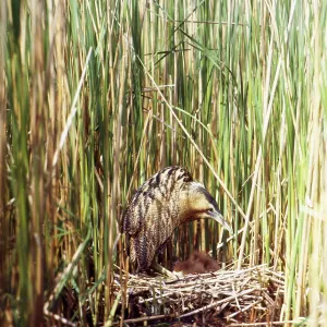 Bittern - in reeds at nest with chicks Bittern - in reeds at nest with chicks
