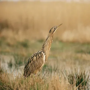BITTERN - sky pointing BITTERN - sky pointing