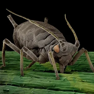 Black Aphid Black Aphid