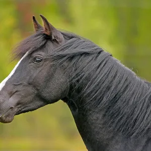Black Arabian Stallion alert, portrait Head closeup Black Arabian Stallion alert, portrait Head closeup