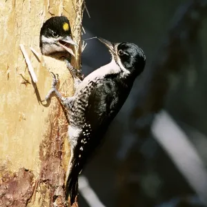 Black-backed / Arctic three-toed Woodpecker - Feeding Black-backed / Arctic three-toed Woodpecker - Feeding
