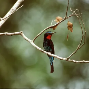 BLACK BEE EATER - on branch BLACK BEE EATER - on branch