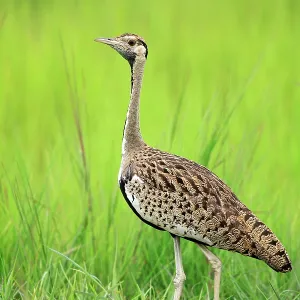 Black-bellied Bustard Selous Game Reserve, Tanzania Black-bellied Bustard Selous Game Reserve, Tanzania